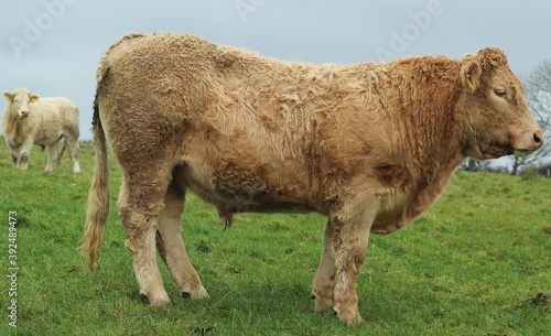 Cattle: Two charolais breed bullocks on farmland in rural Ireland on overcast day