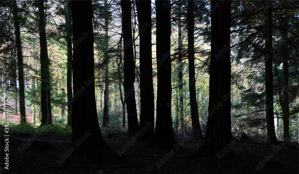Fototapeta premium Idless woods Cornwall England UK near Truro in autumn 