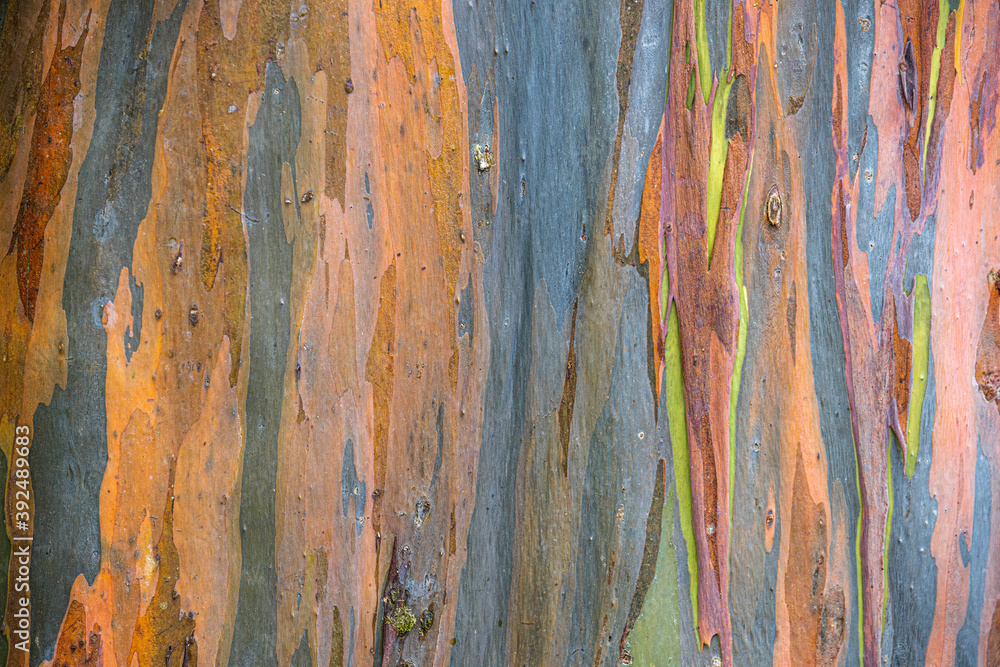 Close up texture of Rainbow Eucalyptus tree Close up texture of Rainbow Eucalyptus tree