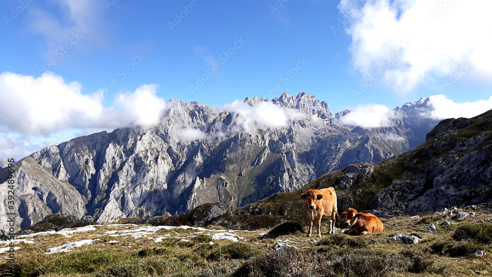 vacas en Picos de Europa