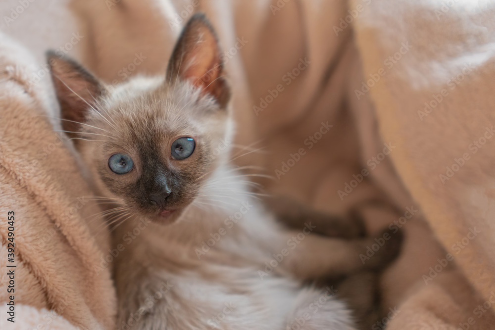 Purebred six weeks old Siamese cat with blue almond shaped eyes on beige basket background. Excited Thai or Wichien Maat kitten