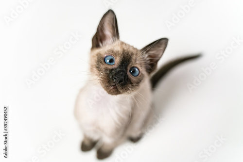 Top view face of purebred Siamese cat with blue eyes sitting on white background. Cute eight weeks young Thai kitten. Concepts of pets play hiding