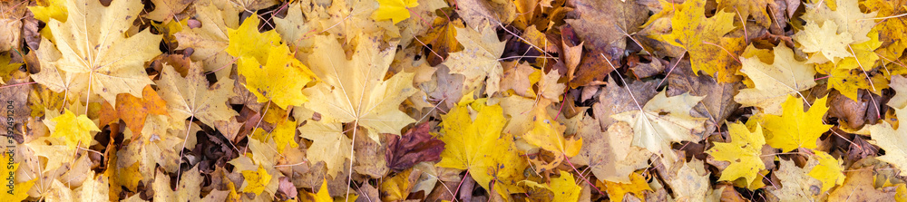 Autumn yellow leaves in autumn park. Fall background with leaves. Autumn yellow leaves in autumn park. Fall background with leaves.