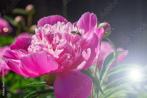 A wasp and an ant on a pink peony flower.