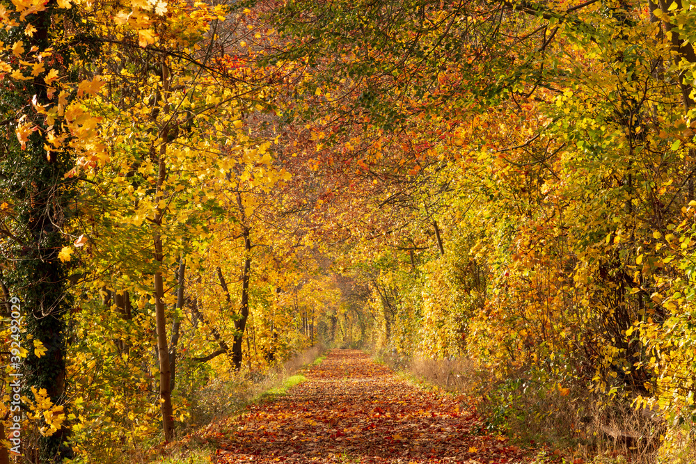 Herbsttunnel, Wanderweg eingesäumt mit herbstlich  gefärbten Bäumen