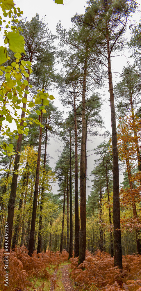 Obraz premium Autumn Trees in irish Couintryside