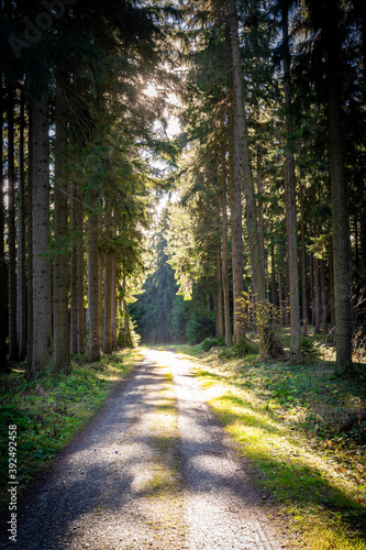 enchanting forest life in the Waldviertel Austria