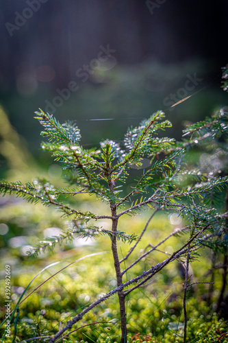 enchanting forest life in the Waldviertel Austria