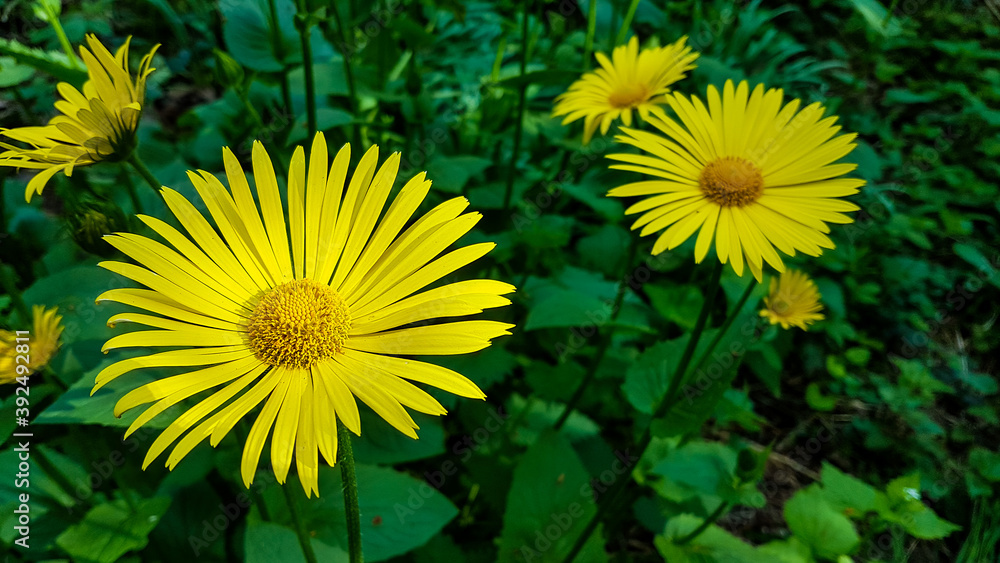 Bright Yellow Oriental leopard's-bane Flower Bright Yellow Oriental leopard's-bane Flower