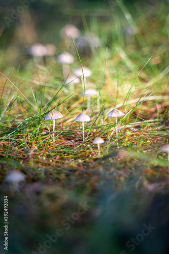 enchanting forest life in the Waldviertel Austria