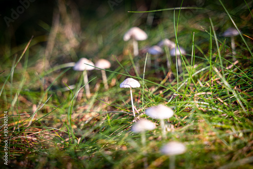 enchanting forest life in the Waldviertel Austria