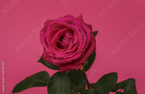 Pink rose on a pink background close up