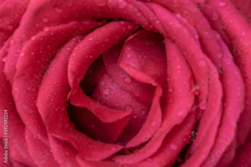 Texture of pink rose bud in water drops