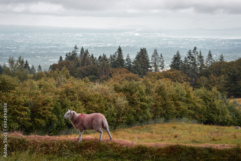Sheep in Countryside Overlooking Dublin City