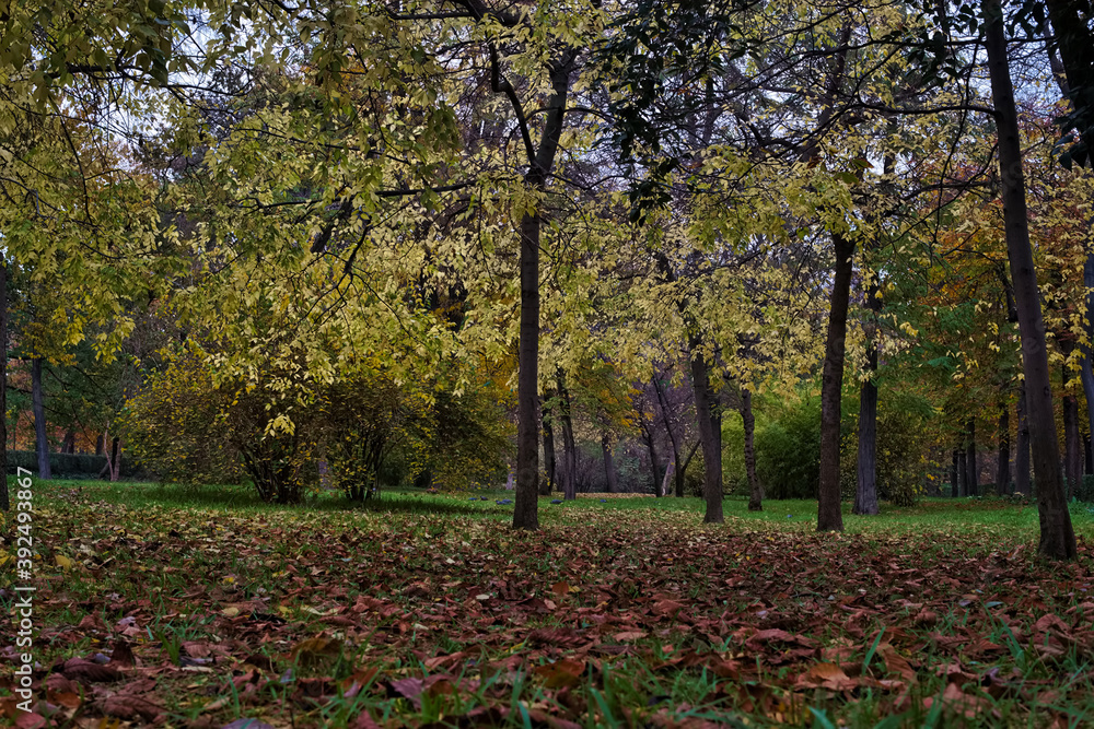krajobraz drzewa liście natura jesień park krajobraz drzewa liście natura jesień park