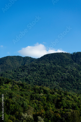 Sky and Trees