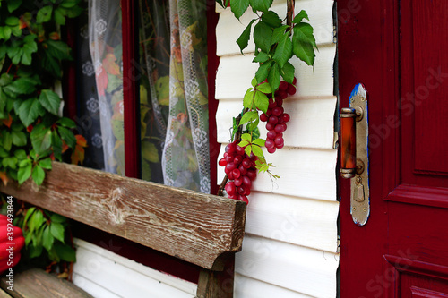 Old burgundy wooden door to Burgundy outside view. An old window with a curtain, a wooden bench. Milk siding facade braided with wild grapes. Artificial bunches of grapes and indoor potted flowers photo