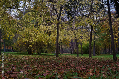 krajobraz drzewa liście natura jesień park