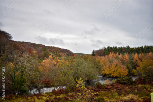 Autumn Trees and Flowing River in Irish Countryside