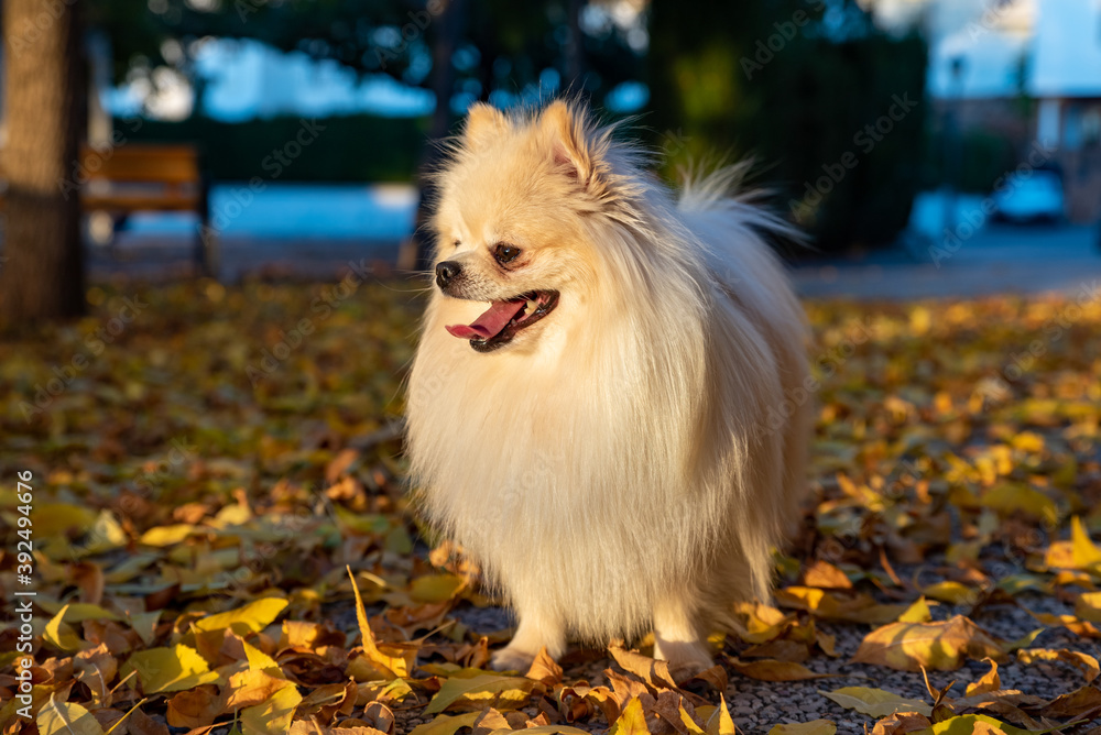 White pomeranian spitz walks on yellow leaves in an autumn park