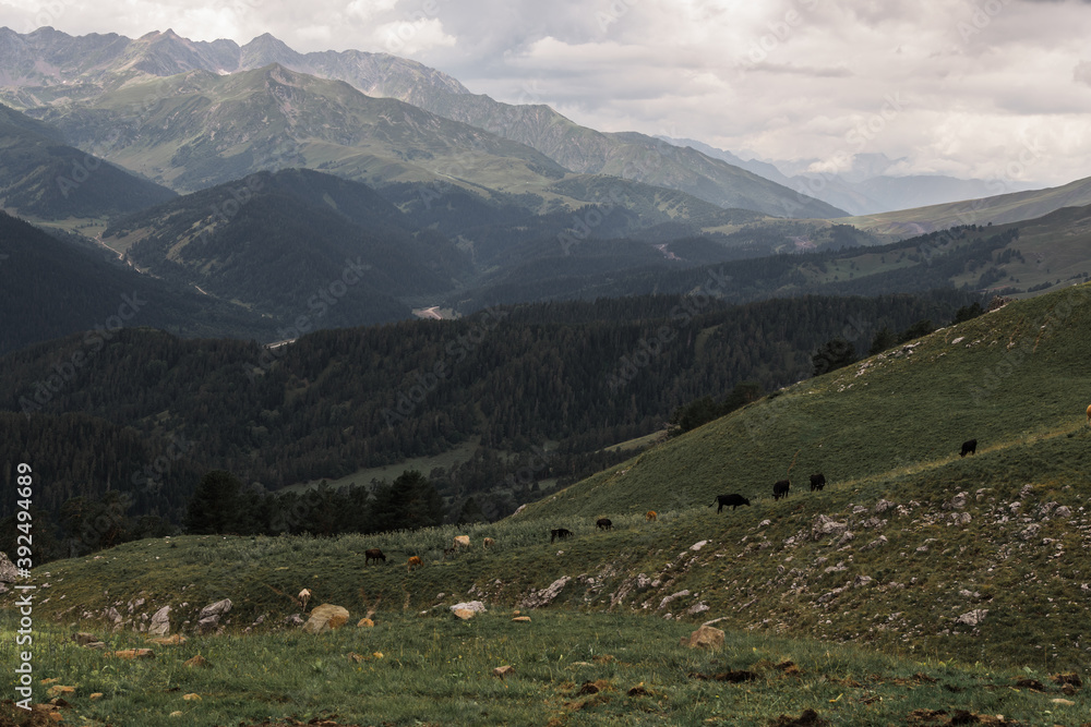 cows are walking on a green field on a hilly slope. In the background there are large stone mountains and low clouds. Russia, Caucasus, Arkhyz