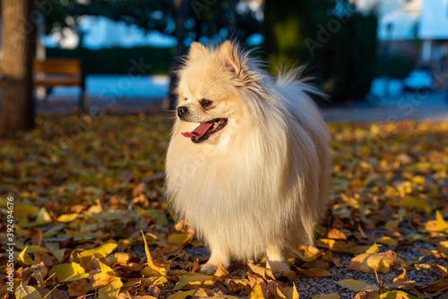 Obraz na płótnie White pomeranian spitz walks on yellow leaves in an autumn park w salonie