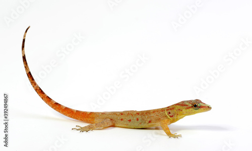 Südamerikanischer Zwerggecko // Trinidad gecko (Gonatodes humeralis) photo