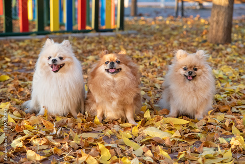 Obraz na płótnie Cute pomeranian spitz Dog family walks on yellow leaves in an autumn park w salonie