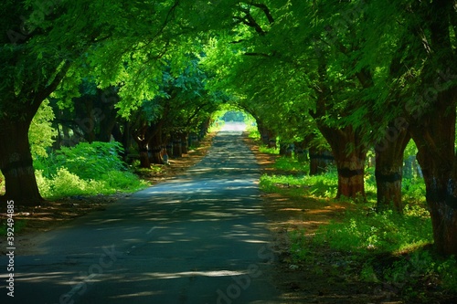 Road passing through lush green trees canopy