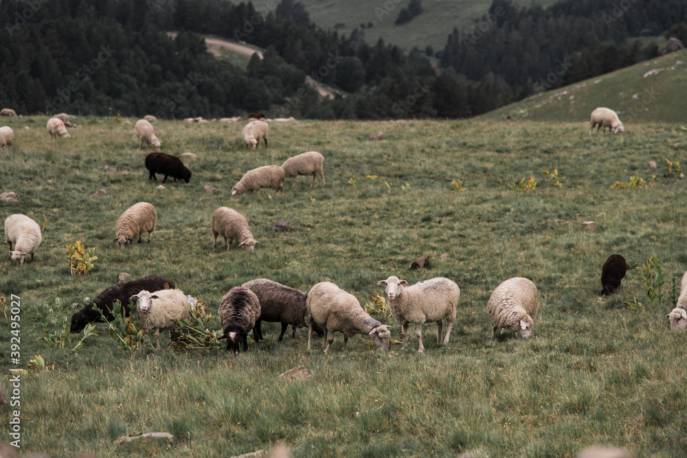 sheep graze in the field