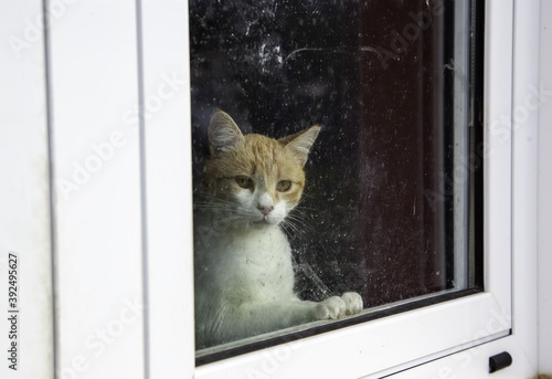 Cat through glass © celiafoto