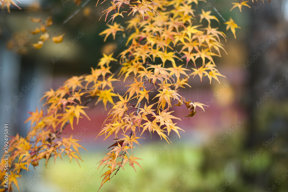晩秋の紅葉 晩秋の紅葉