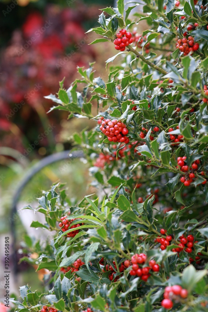 Obraz premium small holly trees with berries