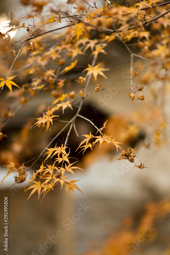 晩秋の紅葉