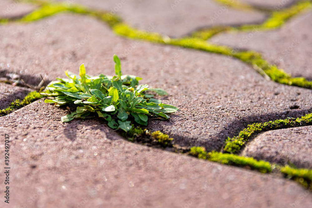 Spreading leafy green weed growing in paving Spreading leafy green weed growing in paving