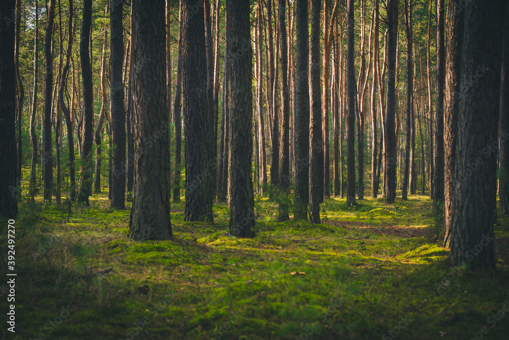 Obraz premium jesień w lesie