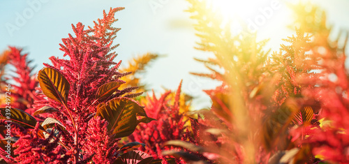 Photos Flowering plants of the edible amaranth grow on the field in the rays of the setting sun against the backdrop of a clear sky