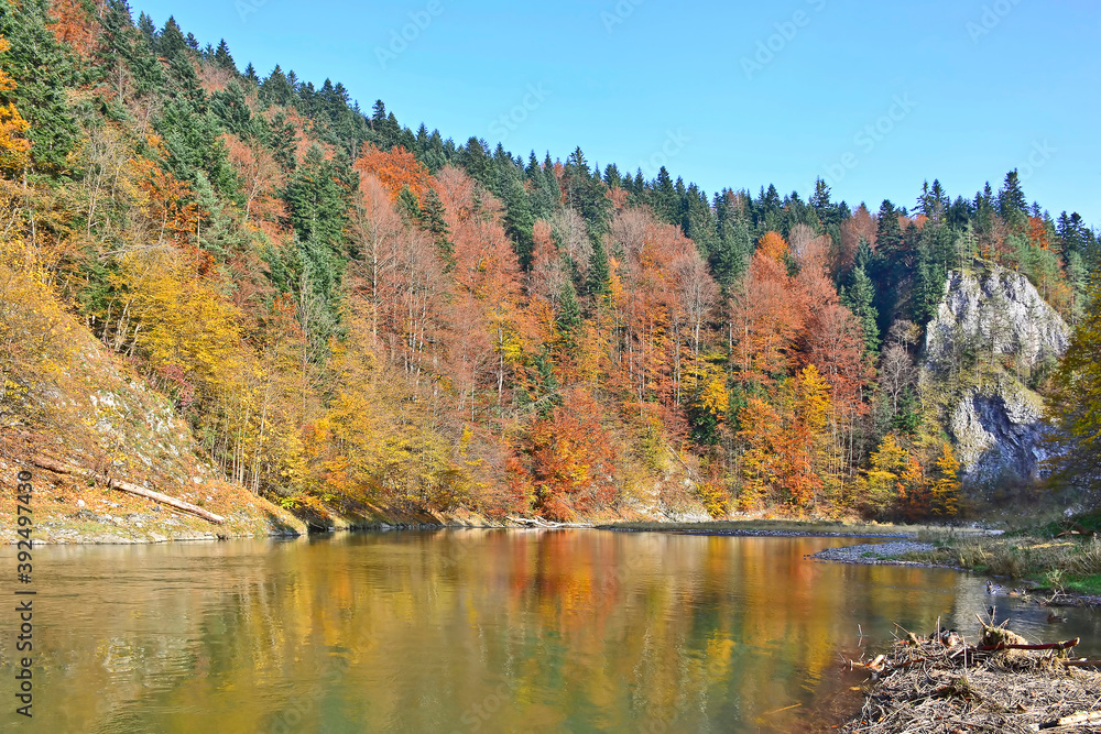 Colorful trees in autumn and Dunajec river at blue sky background. Pieniny Mountains, Poland. Pieniny National Park.