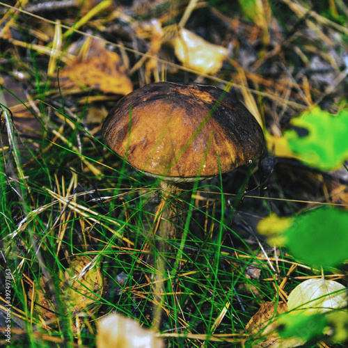 A boletus mushroom alone stands in the forest.