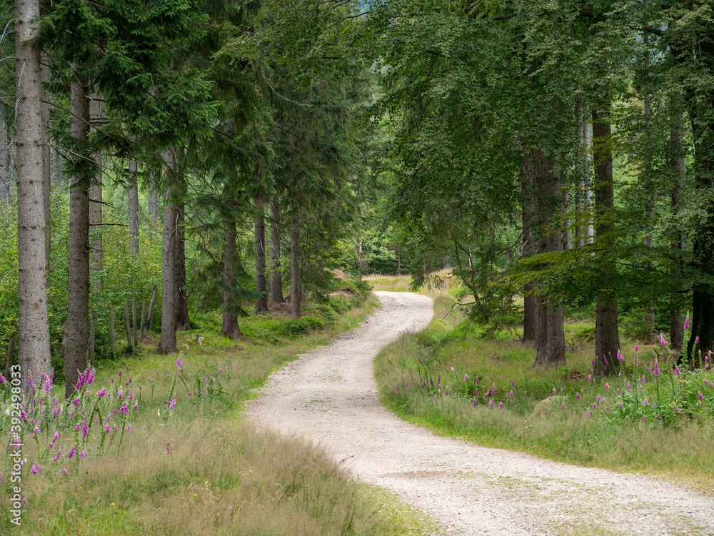 Fototapeta premium road in the woods