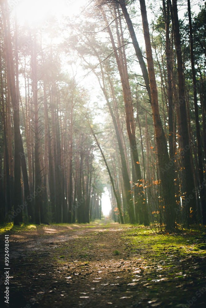 Obraz premium jesień w lesie