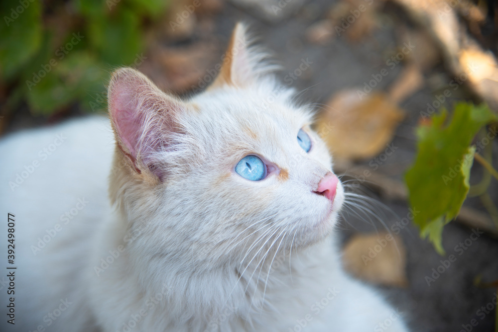 A white cat with blue eyes looks at something in surprise A white cat with blue eyes looks at something in surprise