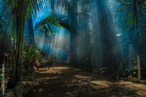 Fototapeta Naklejka Na Ścianę i Meble -  amazing morning light in jungle garden