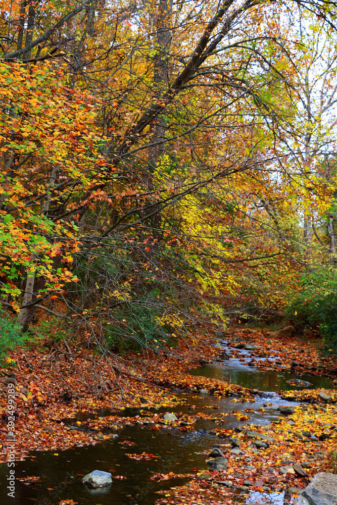 Full of fall at the creek, October 2020 Full of fall at the creek, October 2020