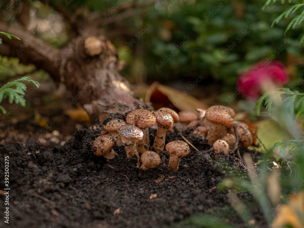 mushrooms on the tree mushrooms on the tree
