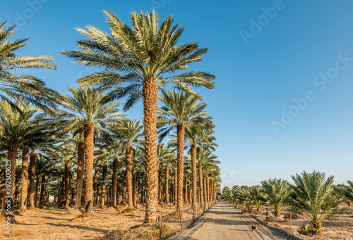 Plantation of date palms for healthy food is rapidly developing agriculture industry in desert areas of the Middle East   © sergei_fish13