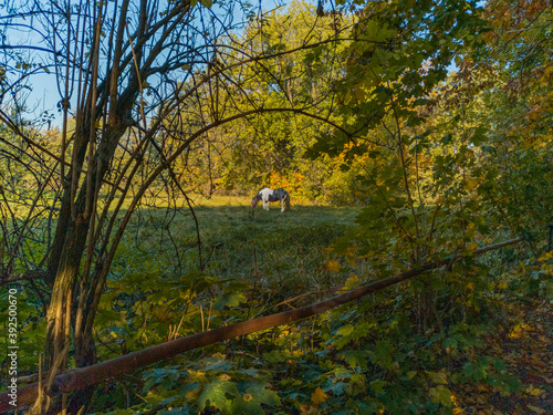 Black and White horse at grazing at green field with trees around photo