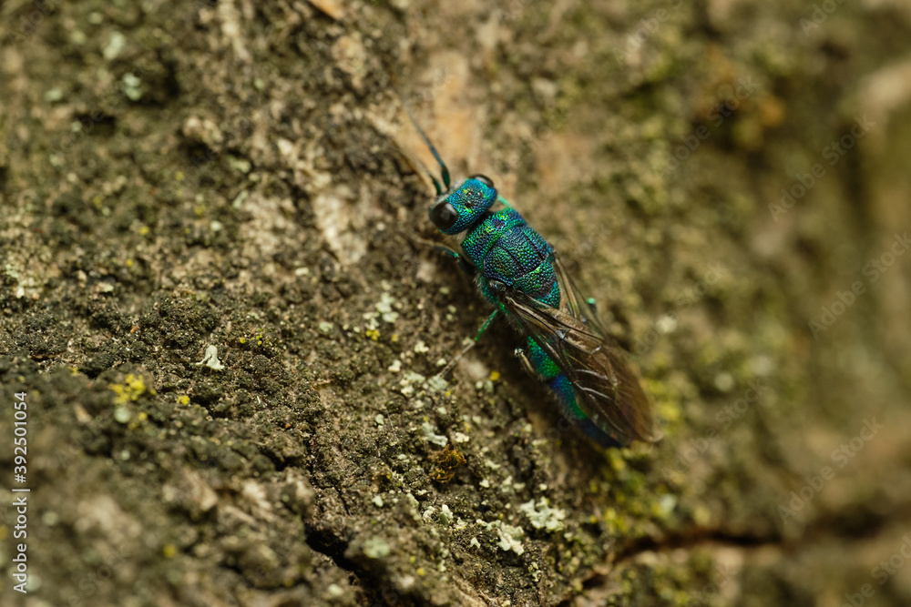 Fototapeta premium Cuckoo wasp on rock. Czech Republic, Europe