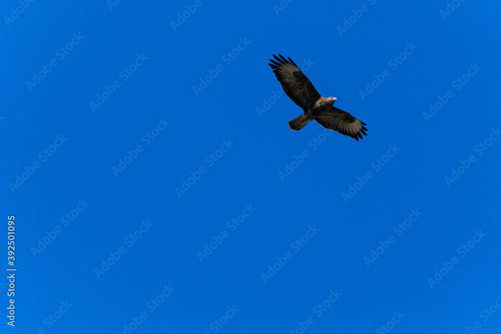 Obraz premium Common buzzard flying in the sky