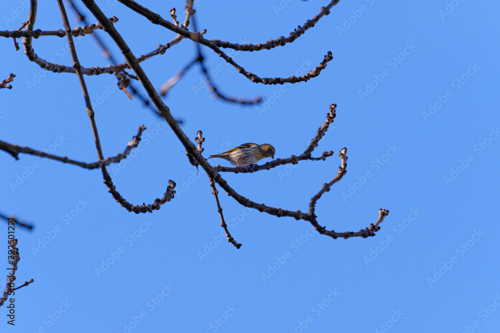 Eurasian siskin (Spinus spinus) on a branch Eurasian siskin (Spinus spinus) on a branch